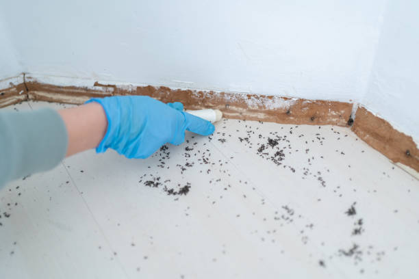 Best Termite Control Services  in Wildomar, CA